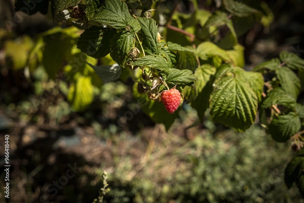 Obraz organic raspberry plant, suitable for direct consumption from the plant