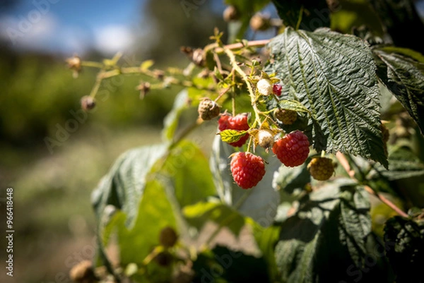 Obraz organic raspberry plant, suitable for direct consumption from the plant