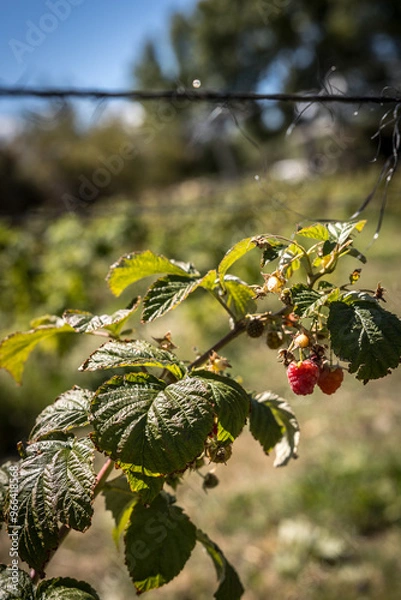 Obraz organic raspberry plant, suitable for direct consumption from the plant