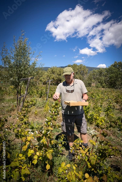 Obraz farmer harvesting organic red fruits from the plant, suitable for consumption