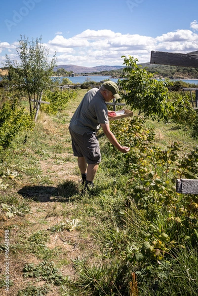 Obraz farmer harvesting organic red fruits from the plant, suitable for consumption