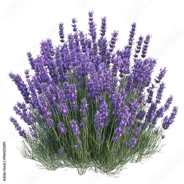 Fototapeta A vibrant cluster of purple lavender flowers against a Transperant background., showcasing their lush foliage and delicate petals.