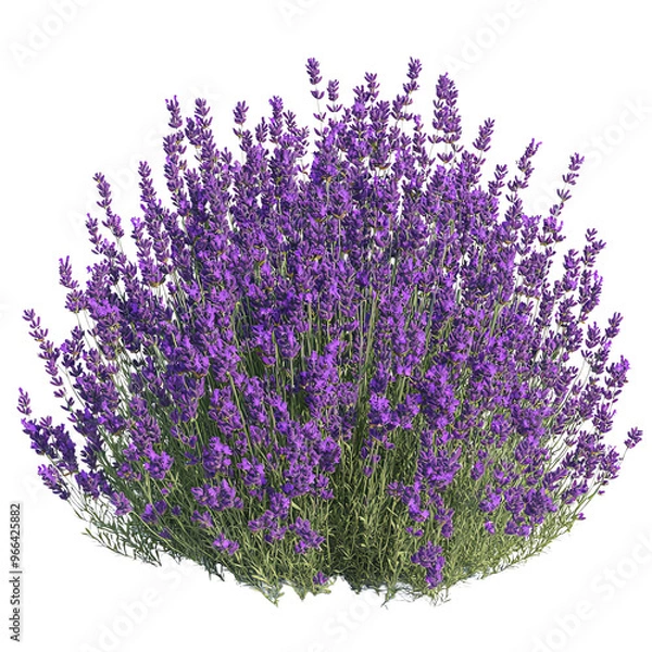 Fototapeta A vibrant lavender bush with rich purple flowers and green foliage, set against a Transperant background., showcasing its lush, rounded form.