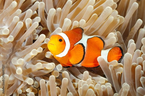 Fototapeta Klaun Anemonefish