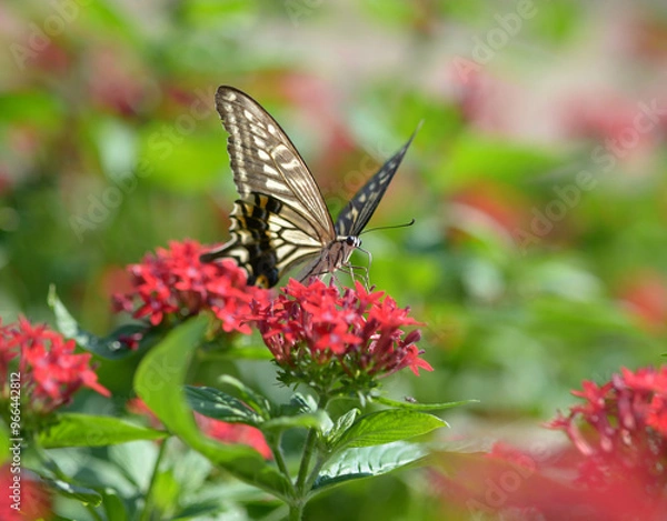 Fototapeta アゲハチョウ,