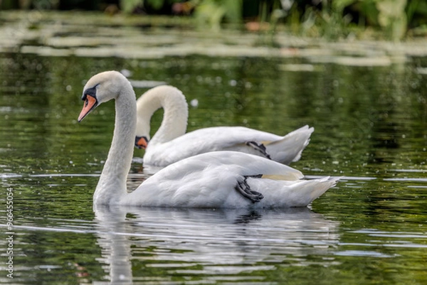 Fototapeta Two white mute swans are swimming on the surface of a river, with water lilies visible in the background
