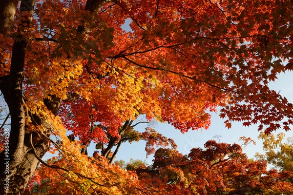 Obraz 札幌中島公園の秋の紅葉