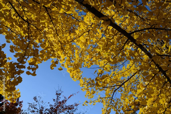 Obraz 札幌中島公園の秋の紅葉