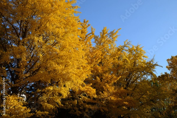 Obraz 札幌中島公園の秋の紅葉