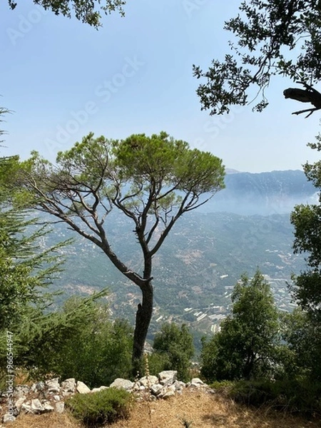 Obraz Tree in the mountains