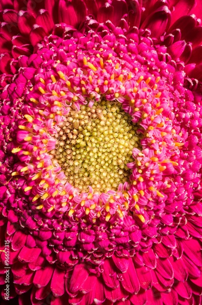 Fototapeta Beautiful red gerbera flower, close up