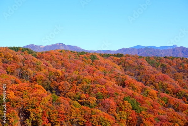 Obraz 秋の浅間山を彩る美しい紅葉