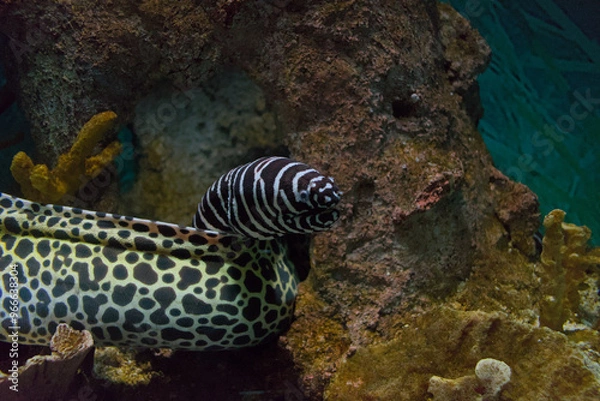Obraz Zebra moray emerging from a rock