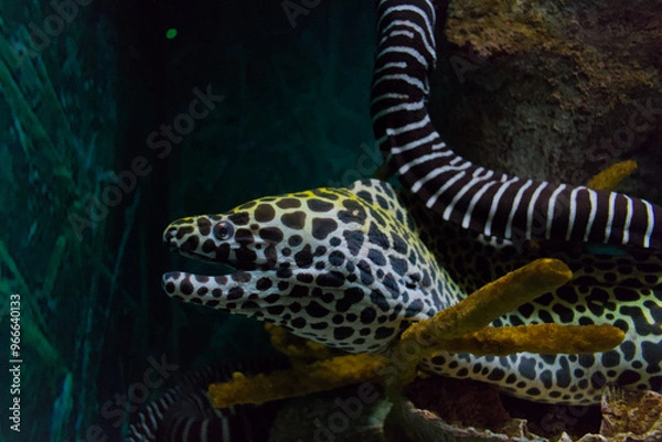 Obraz Leopard moray eel and zebra moray eel in an aquarium
