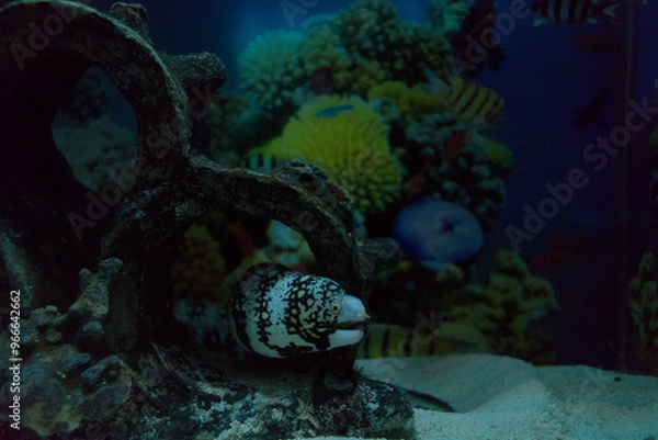 Obraz Snowflake moray eel at the bottom of a fish tank