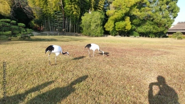 Obraz 秋の後楽園～日本庭園を彩る美しい鶴～