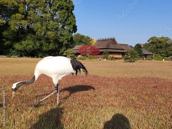 Obraz 秋の後楽園～日本庭園を彩る美しい鶴～