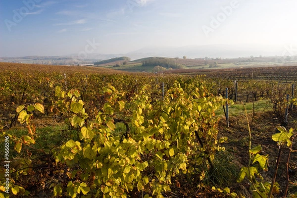 Fototapeta Vigne