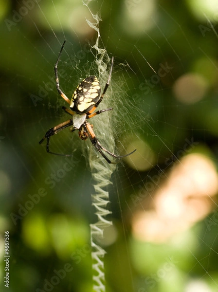Obraz Orb Weaver Spider