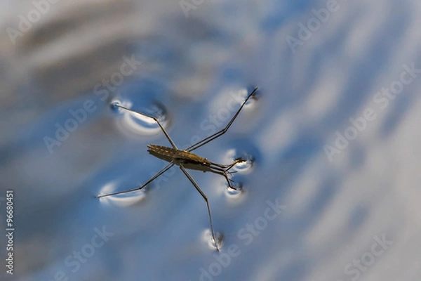 Fototapeta Gerris lacustris, powszechnie znany jako zwykły łyżwiarz stawowy, natura