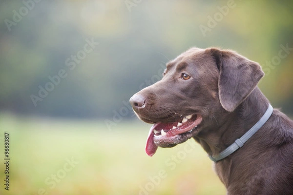 Obraz Chocolate brown labrador hunting