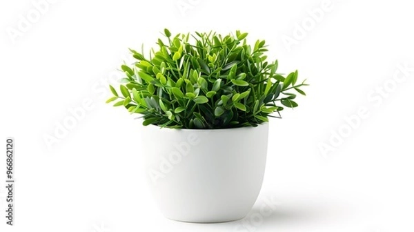 Fototapeta A beautiful plant is placed on a clean and pure white background. The plant shows its lush green leaves and perhaps some delicate stems. The contrast between the vibrant plant and the plain white back