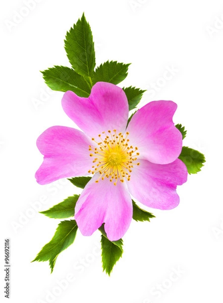 Obraz dog-rose