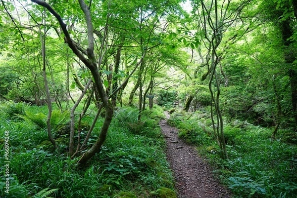 Fototapeta fine spring forest with path