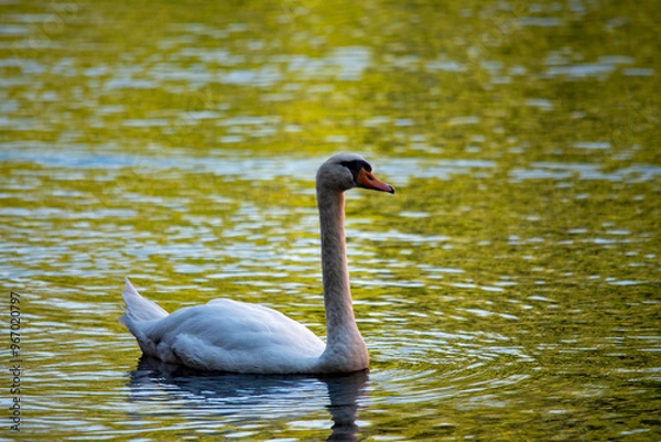 Obraz Schwan auf einem spiegelnden See