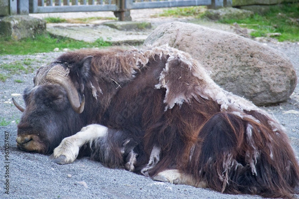 Fototapeta Muskox