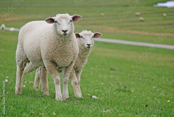 Fototapeta Schaf mit Lamm