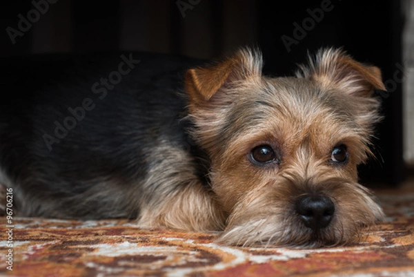 Obraz A very sad dog looks like he is thinking of his girl, which is very far away