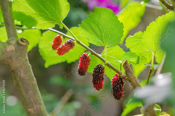 Fototapeta Berry fruit in nature