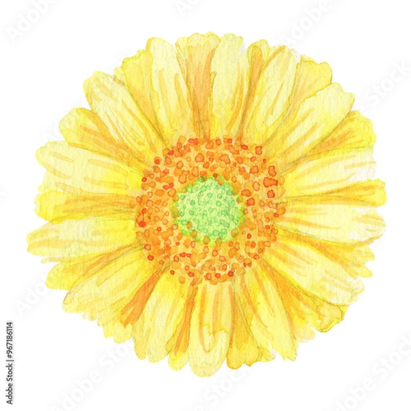 Fototapeta 水彩絵の具で手描きした花：正面：黄色いガーベラの花言葉は「究極美」「友情」贈り物として最適
