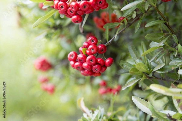 Fototapeta ピラカンサの実