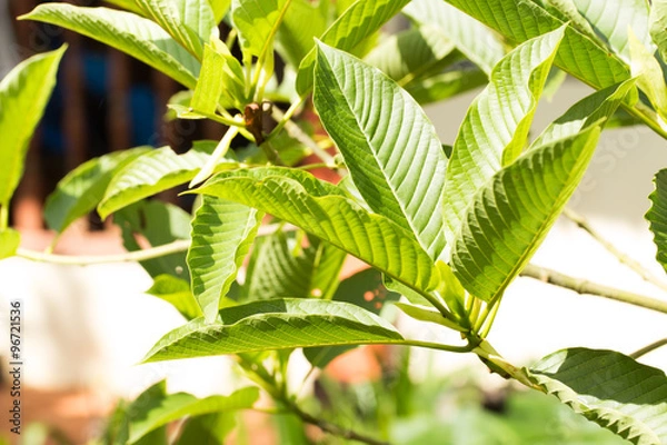 Obraz mitragyna speciosa korth (kratom) a drug from plant in thailand