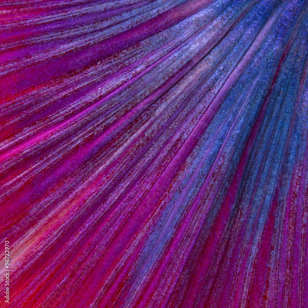 Obraz betta tail fish abstract