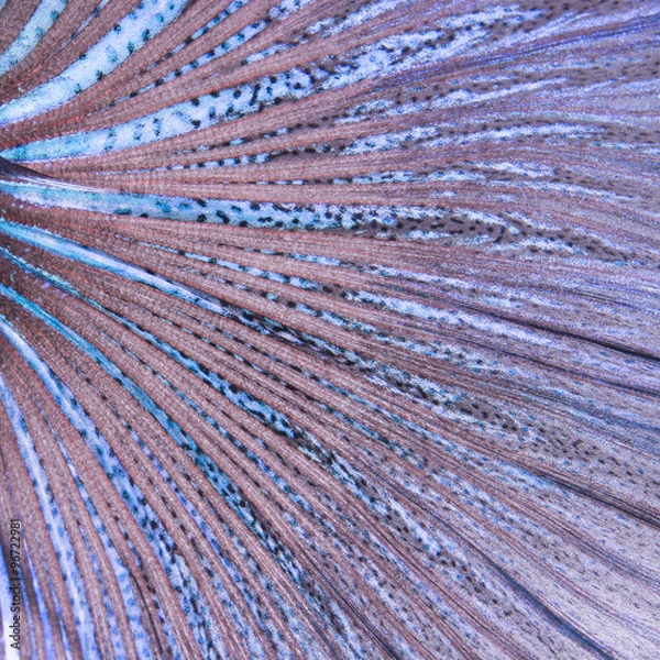 Obraz betta tail fish abstract