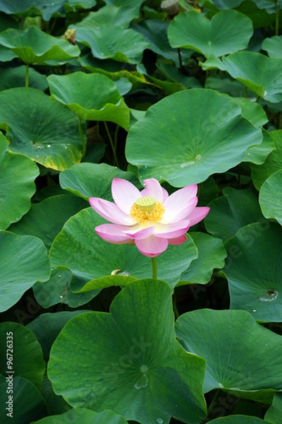 Fototapeta 大賀ハス