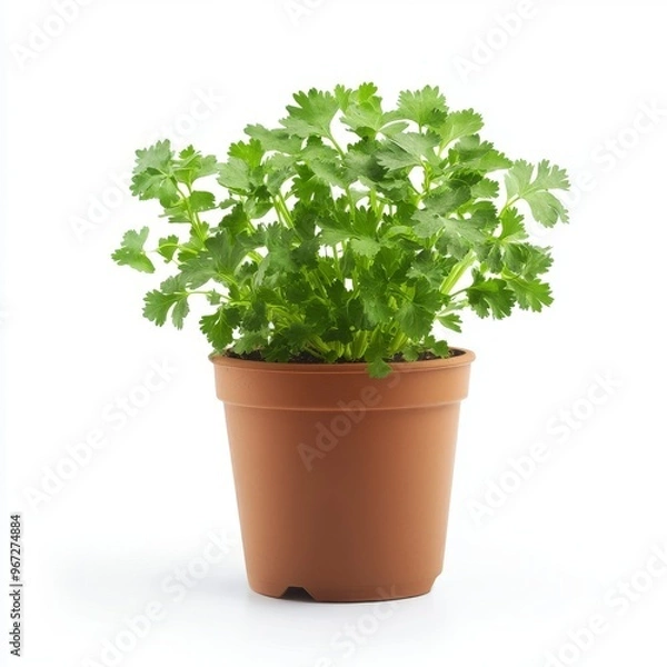 Obraz a potted cilantro plant