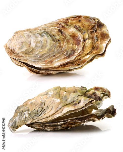 Obraz Fresh opened oyster on white background
