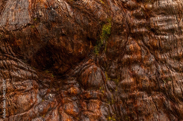 Fototapeta Close-up of the textured bark of a red gum tree in the Valley of the Giant Trees, Western Australia. The rough surface and natural patterns of the eucalyptus bark fill the image.