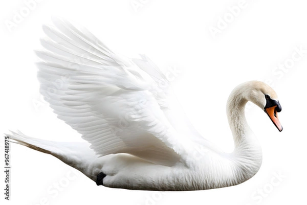 Obraz mute swan cygnus olor on transparent background