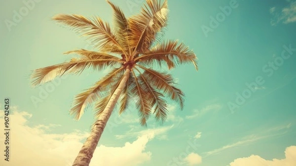 Fototapeta Coconut tree against the sky Summer travel tropical nature vintage backdrop depicting a vacation