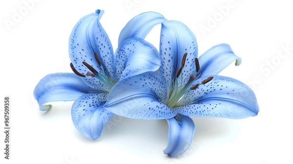Fototapeta Blue lily flower isolated on white background , Exotic Blue luxury tropical lily flower , flower isolated bright blue lily on white  background no shadows , natural background 
