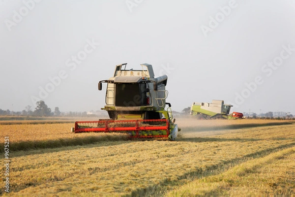 Fototapeta Modern combine harvester in a rice field during harvest time