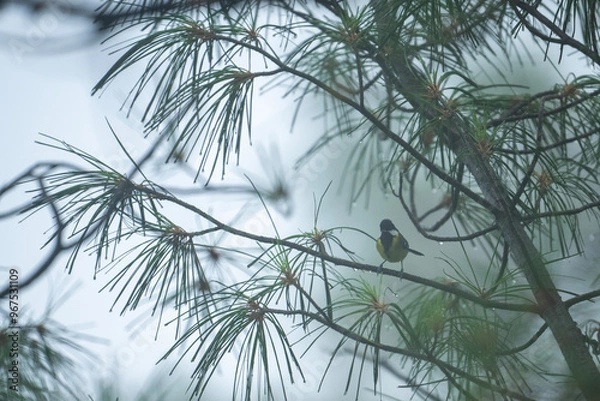 Obraz Green-backed tit in Forest in Misty morning 