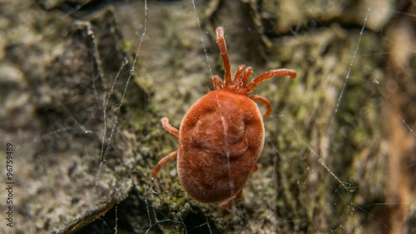 Fototapeta Клещ