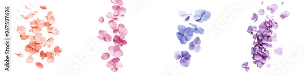 Fototapeta falling hydrangea petals on white background, transparent background