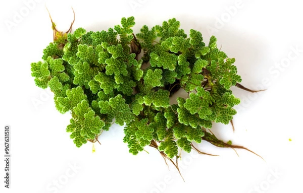 Fototapeta Green Azolla microphylla on white background. Used as an ingredient in animal feed and as green manure as a nutrient for plants.